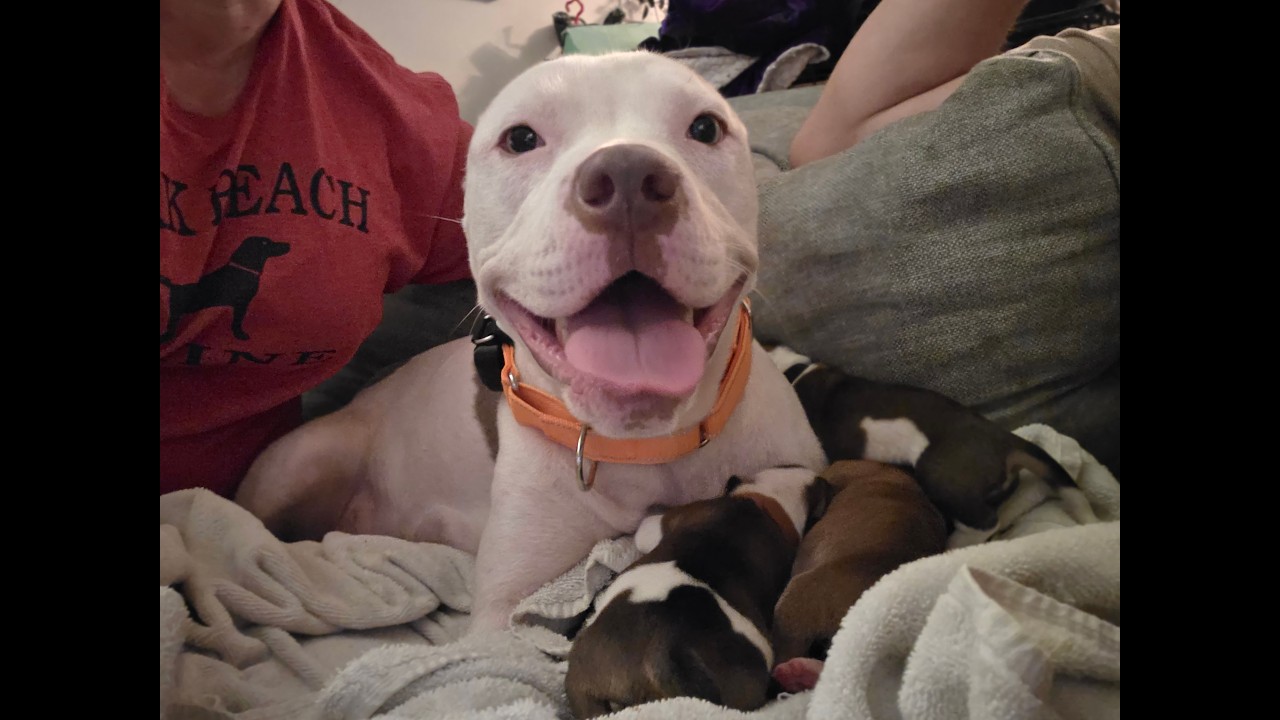 Luna momma Daydream - local love, a Adoptable mixed breed in Andover, MA video 4/6