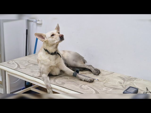 Сбили собаку