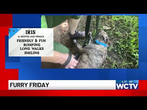 Furry Friday: Meet Iris