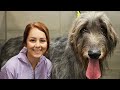 There S A Reason They Call Them WOLFhounds
