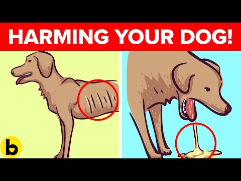 YouTube video about: Will eating a diaper kill my dog?