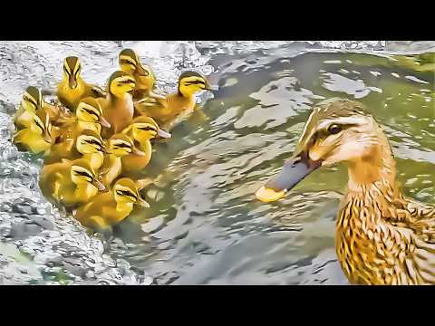 [Legame fratellu] Un anatrocellu hè statu lasciatu, ma a famiglia hè riunita