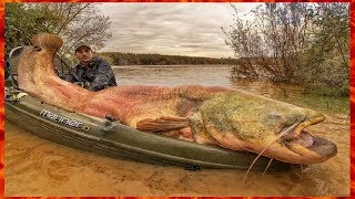 Ловля крупного сома где то 200 кг