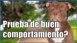 Prueba de buen comportamiento Pitbull