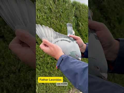 Father Leonidas by Jos Thoné: father 27. Final Pattaya PIPR ’24 & brother Bourges winner!  #pigeons