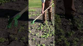 Download lagu Product of the Week: Stirrup Hoe! It is perfect for eliminating those weeds quickly! mp3