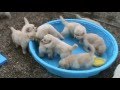 5 week old golden retriever puppies really mad ...