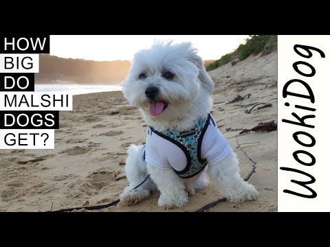 How BIG Do Malshi Dogs Get? (What does a Malshi Dog Look Like?) Maltese Shih Tzu mix Dogs 101