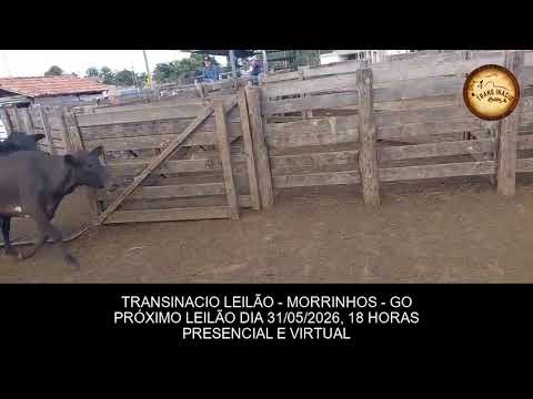 TRANSINACIO LEILÃO   MORRINHOS   GO -  PRÓXIMO LEILÃO DIA 31 05 2026 18 HORAS PRESENCIAL E VIRTUAL