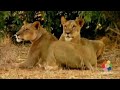 Babyfirst TV Safari Scrapbook Lion