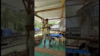 Download lagu SUKSES BREEDING DOMBA DORPER F1 PROBOLINGGO mp3