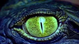 Alligator Farm - Rosetta West