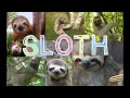 Sloth Montage - Left Bank Two by the Noveltones ...