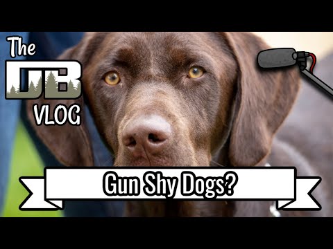 How Do Dogs Become Gun Shy? | Ep: #199