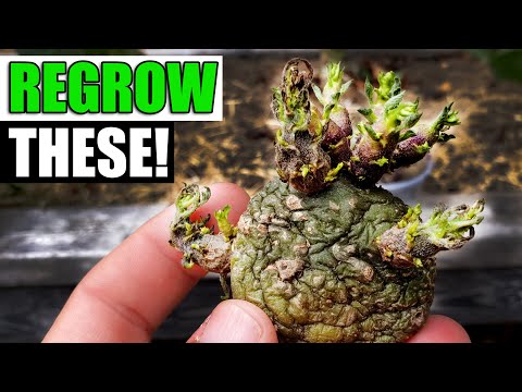 How To Grow Rosemary From Cuttings Two Ways BOTH Easy