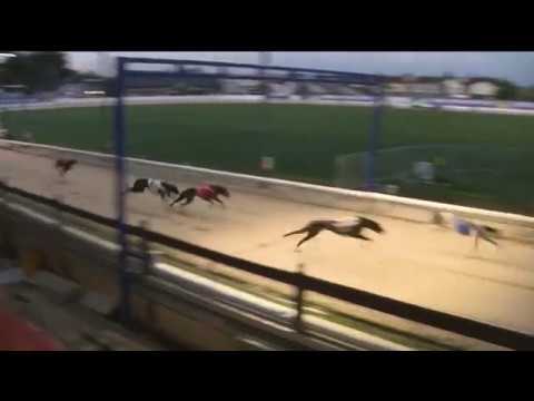 2019 CHAMPION STAKES - HEAT 4 - T2 DESPERADO DAN