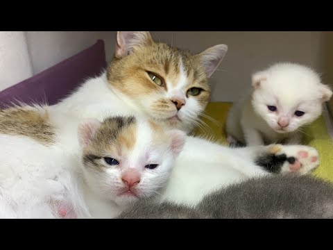 😻✨The Hidden World of Kittens! Watch How They Eat and Purr!