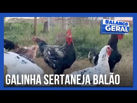 New breed of free-range chicken can weigh up to 8 kg