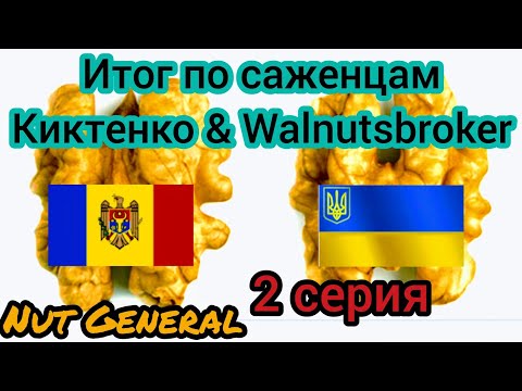 Nucul în Ucraina.Саженцы  Грецкого ореха Украины и Молдовы год роста! 01.09.2019. Киктенко.