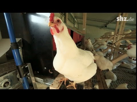 Öko-Forschung: Hier lebt das Huhn der Zukunft
