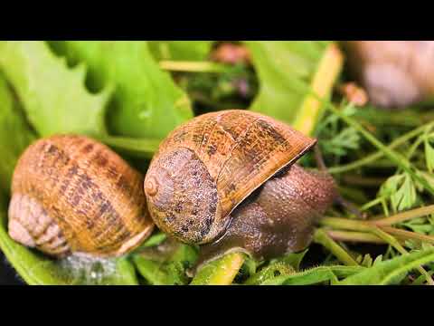 Հայաստանում հիմնվել է խխունջաբուծության առաջին ֆերման