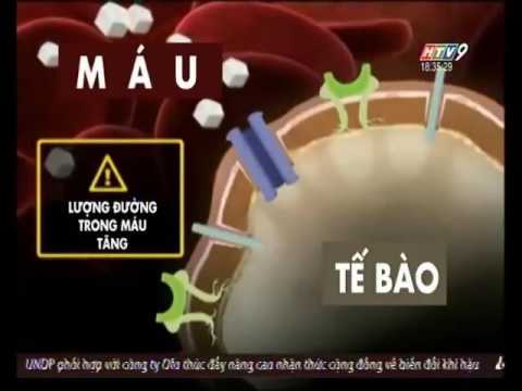 Điều trị tiểu đường type 1 bằng tế bào gốc