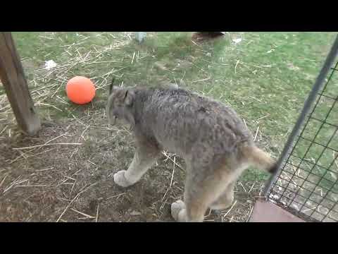 Max Canada Lynx 4-6-25