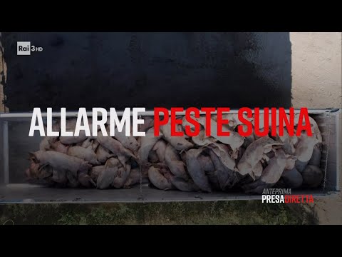 , title : 'La peste suina - PresaDiretta 02/10/2023'