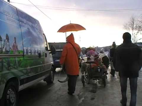 capra bahnaseni - manzul si capra la sania cu plug 2010.MOD