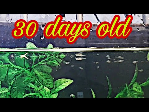 Baby Fish Care /Amazing Danio Fish From Birth To Fry / From Day 01 To Day 30 /Feeding And Breeding