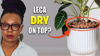 Why Your LECA Is Dry On Top in Semi Hydroponics (And Why You Shouldn't Worry)