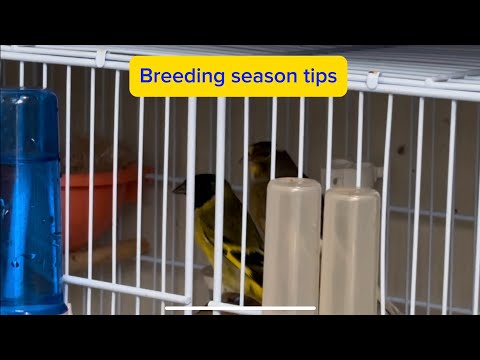 HOW TO Breed Mules | New Video of Aviary | Greensinger, Goldfinch, Canary and Siskin | Singing birds