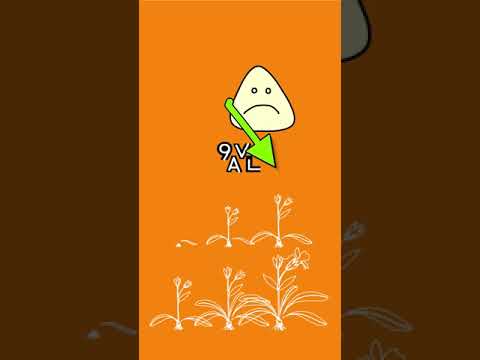9VAL - 9vae Learning