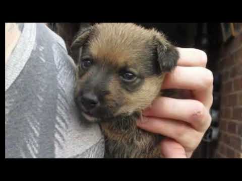 #viral #myanimal #cat #mydog #mycat #dog