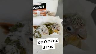 קוניור גרין צ׳יק במסגרת פרויקט ציפור לנפש 2026. #תוכים #תוכי