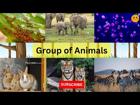 Animals Group Name| Group of Animals| Collective Nouns for Animals| IEO | Group of Animals Part 1-5