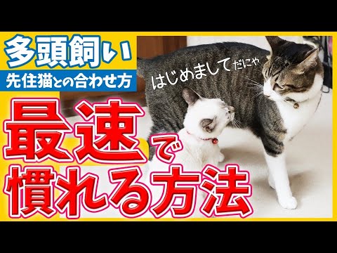 家に猫を1匹か2匹飼うべきですか?