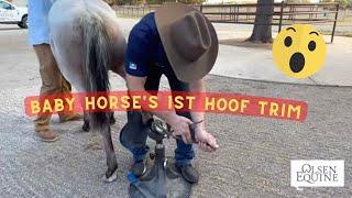 1st time!!!  Baby Horse’s First Having Her Feet Trimmed!!! Very Important day In Her Life!