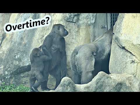 Gorilla D'jeeco family cute moments before entering house for dinner and sleep / 迪亞哥家族下班前可愛的小插曲