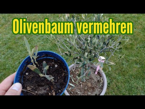 , title : 'Olivenbaum vermehren durch Stecklinge Ableger vom Olivenbaum machen Olea europaea'