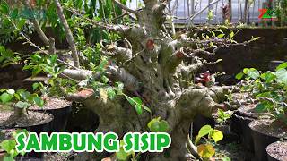 Download lagu CARA SAMBUNG BATANG BESAR PADA BONSAI FICUS mp3 Download lagu CARA SAMBUNG BATANG BESAR PADA BONSAI FICUS mp3