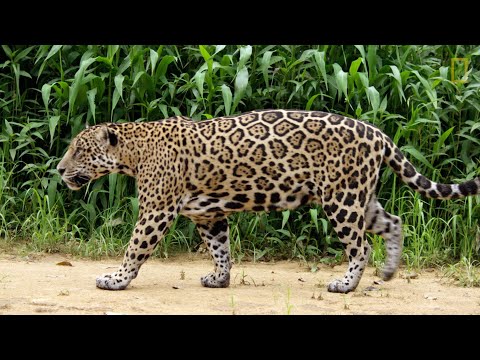 Questa mamma giaguaro insegna al suo cucciolo come sopravvivere