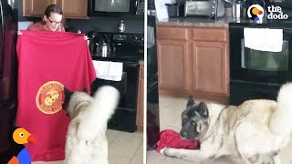 Dogs Do The What The Fluff Challenge Compilation | The Dodo by The Dodo
