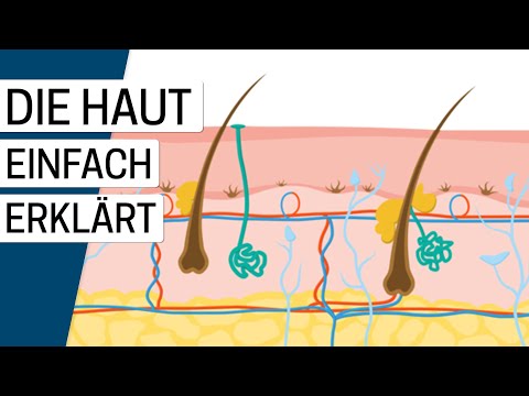 Wie funktioniert die Haut? Aufbau des größten Organs