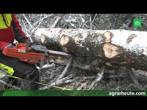 Ratgeber Motorsäge: Richtig Entasten