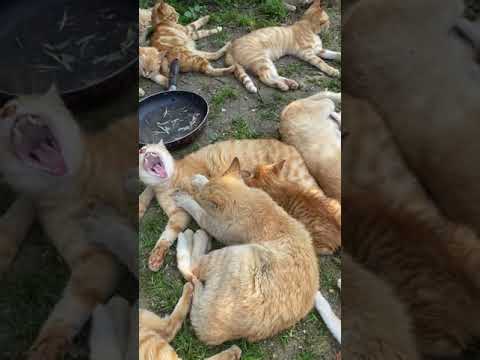 [Full of red tabby cats] Cat island cats get along well and take a nap after a meal