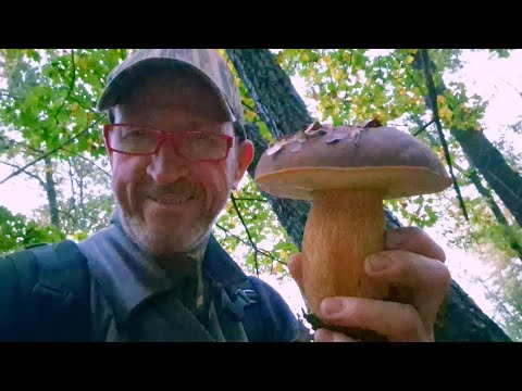 FUNGHI PORCINI 2024 REAL TIME 27 OTTOBRE NEI ROVERI EMILIANI