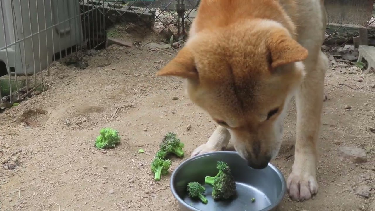 ブロッコリーを食べる柴犬リキ