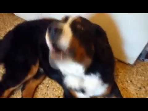 Simba - Boyero de Berna