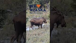 Moose Sighting in Denali! Holland America Alaska Cruise Land & Sea Adventure